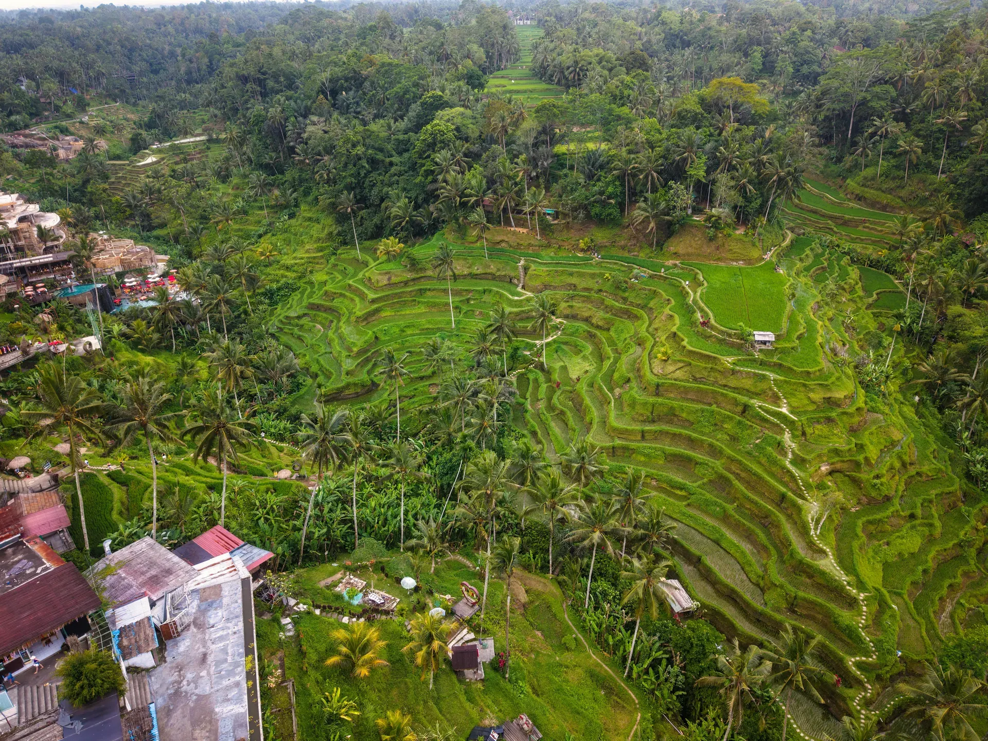Tegallalang Rice Terrace