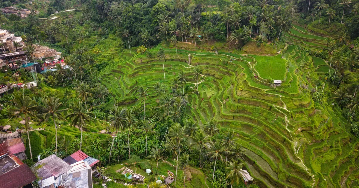 Tegallalang Rice Terrace (Ubud) — Plan Your Visit
