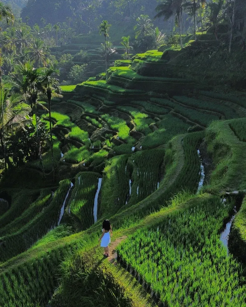 Tegallalang Rice Terrace view 1