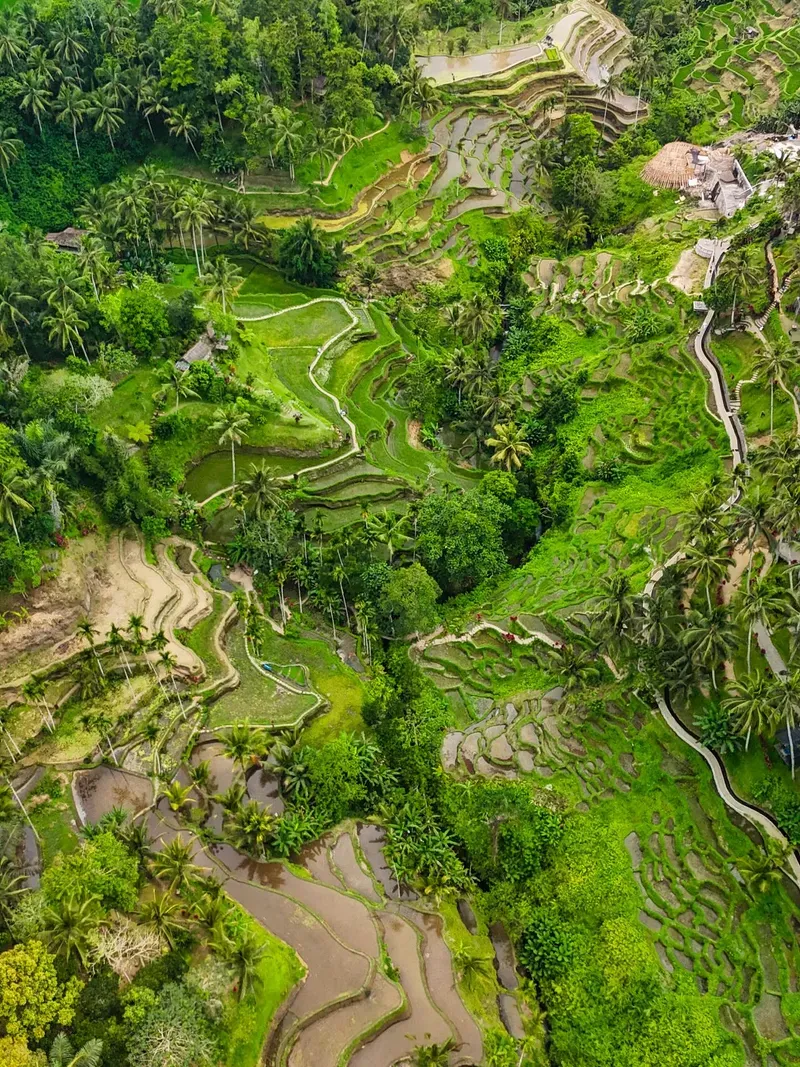 Tegallalang Rice Terrace view 2