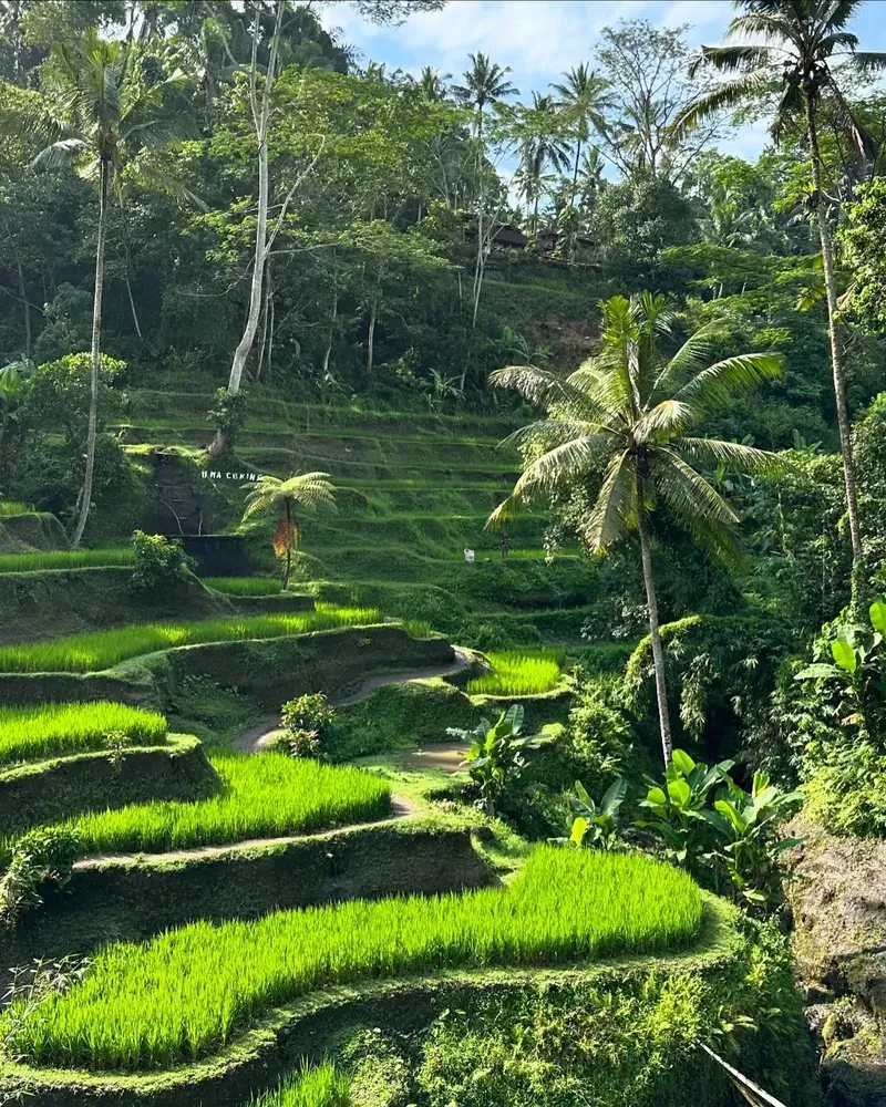 Tegallalang Rice Terrace view 3